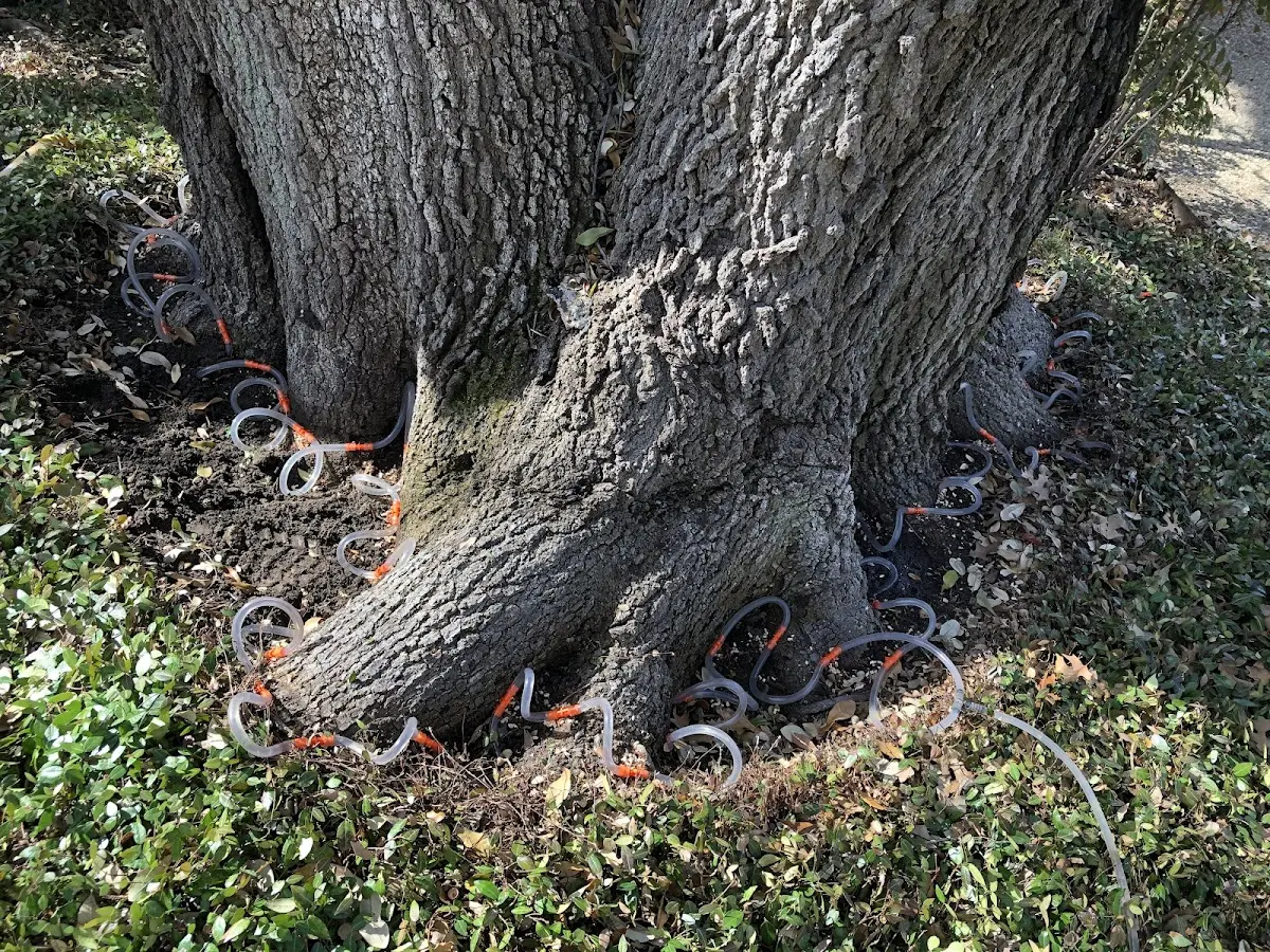Detailed Tree Cabling and Bracing job site in Ojo Caliente