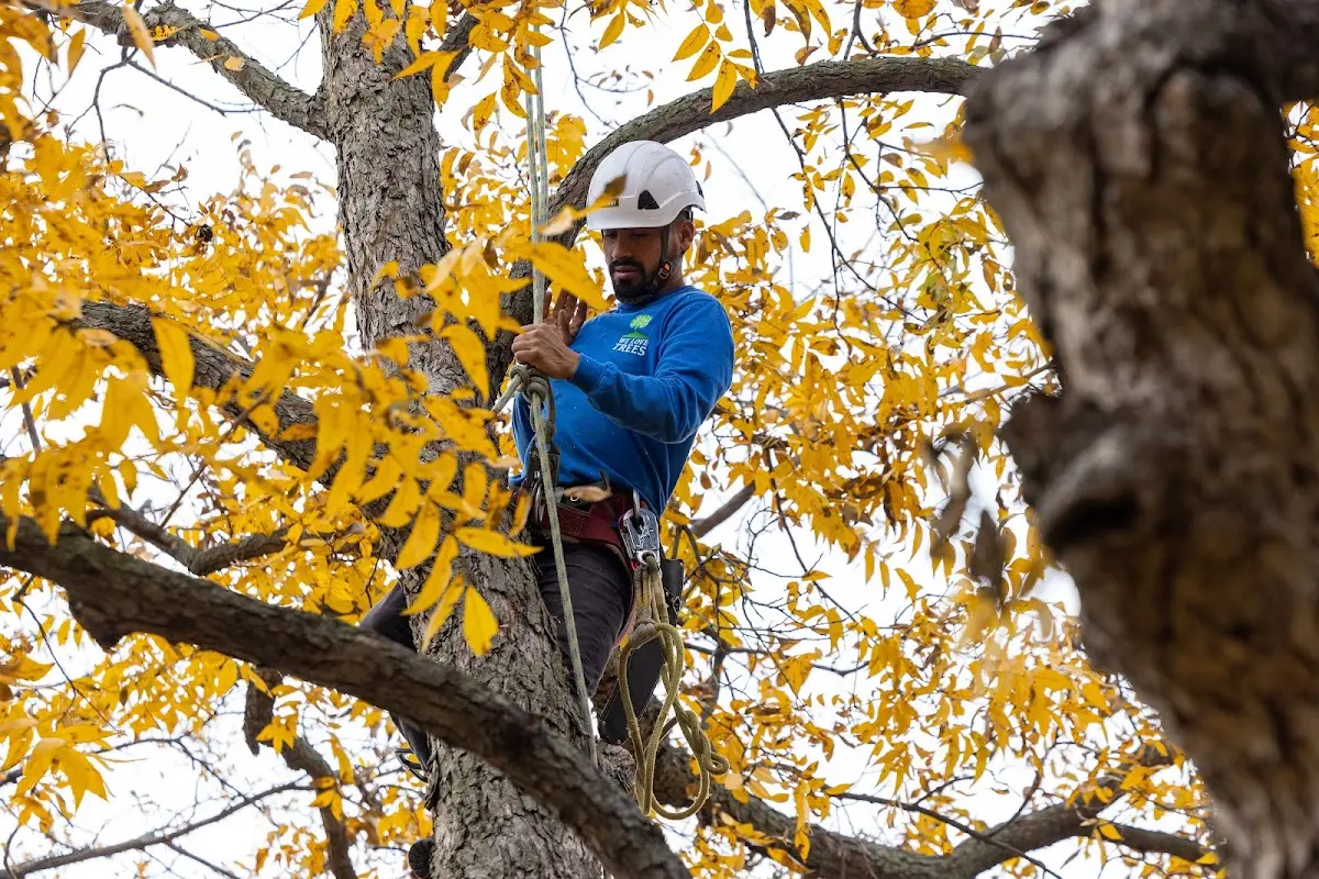Skilled Tree Pruning crew working in Ojo Caliente