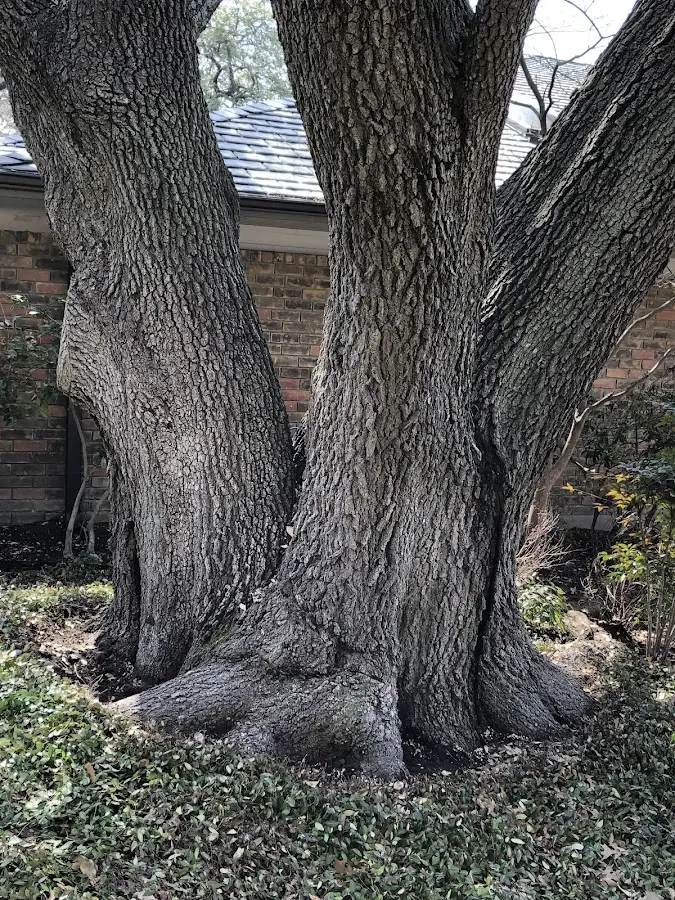 Mature heritage tree close to a Ojo Caliente property cared for by certified arborists